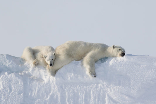 Lazy Polar Bear