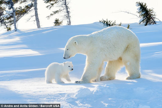 Polar Bear