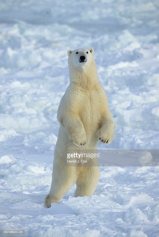 Standing Polar Bear